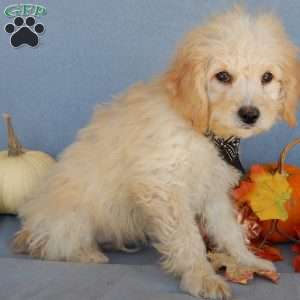 Peanut- micro mini, Mini Goldendoodle Puppy